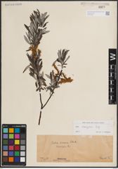 Foto von Salix eleagnos Scop.